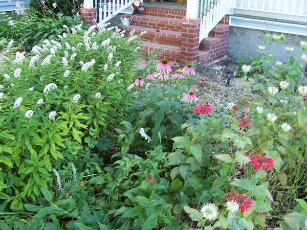 14015=1596 flowers 005