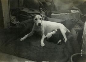 17623=2586 Chalkie and pups