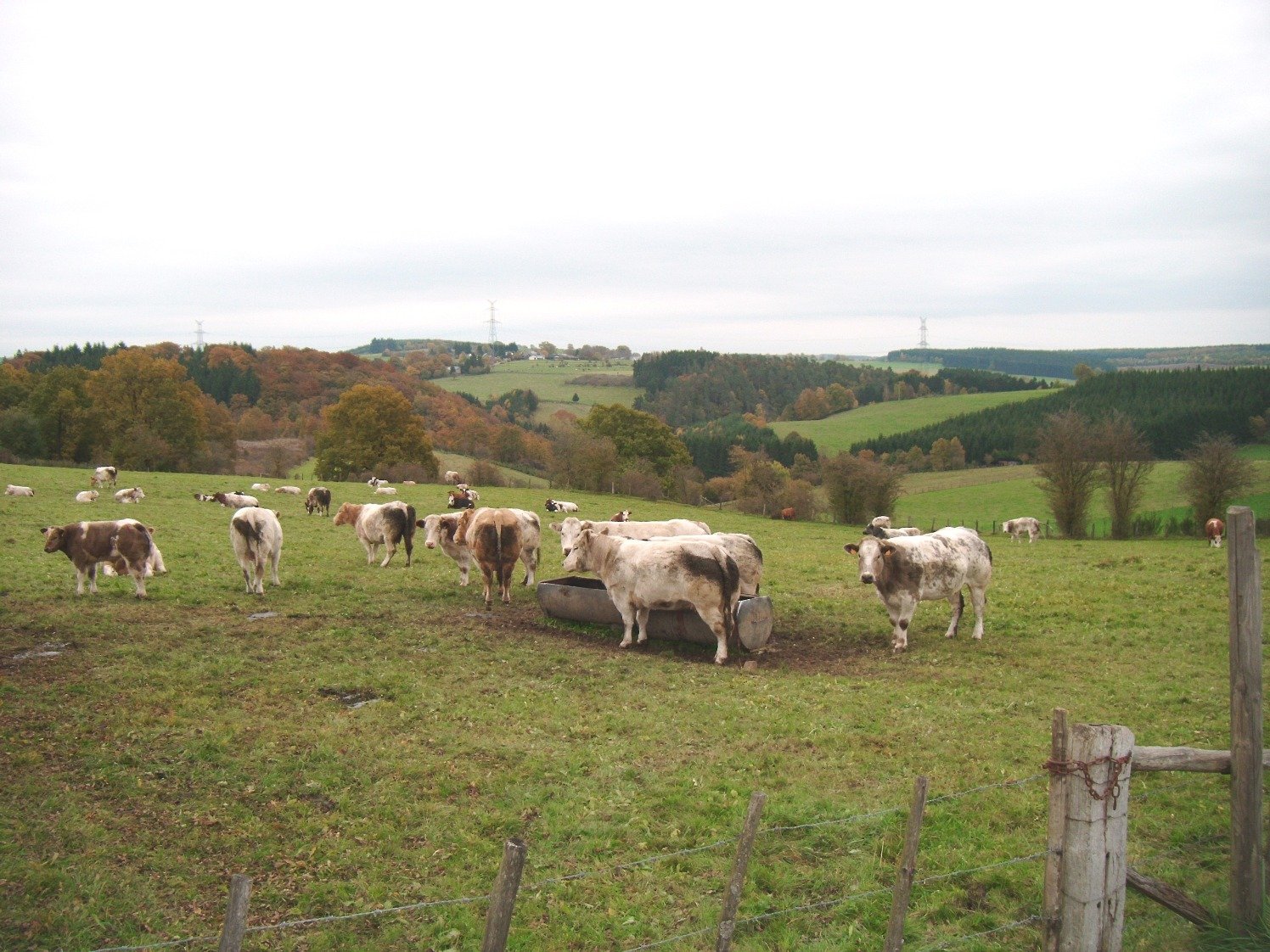 24370=4255 Ardennes and glad eu cows