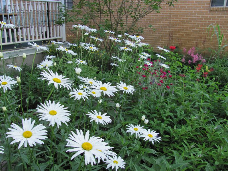 3341=3493 Shasta Daisies   Front Garden