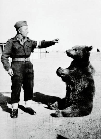 3649=3735 Wojtek the bear