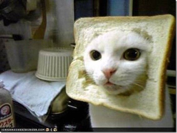 4044=4134 inbred cat